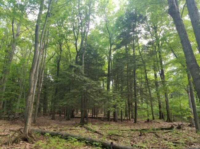 Scenery - 2050 N Haze Rd Unit Studio