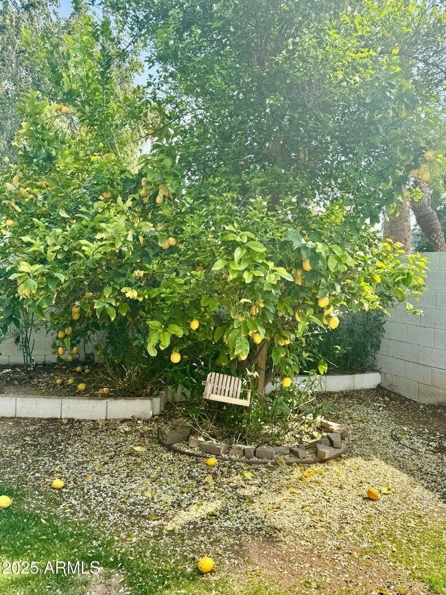 Photo - 10699 E Mescal St