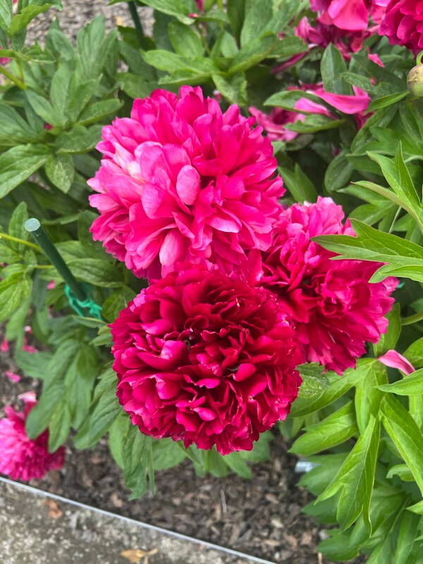 Photo - 4100 Mullan Rd Unit 801