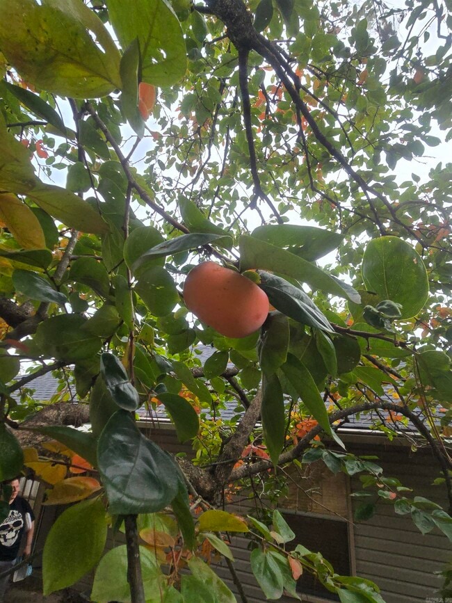 Photo - 2921 Henson Pl