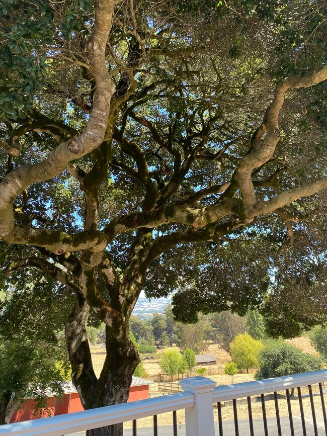 342 Highland Ave Rental House Rental in Penngrove, CA