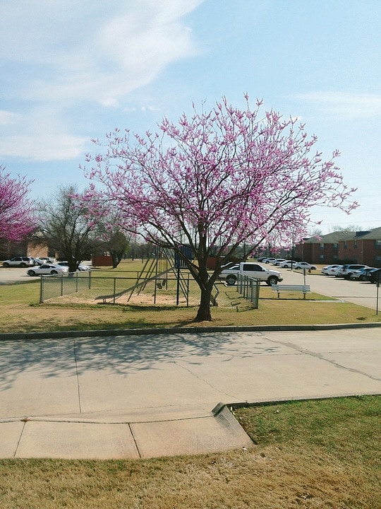 Ivy Pointe Apartments