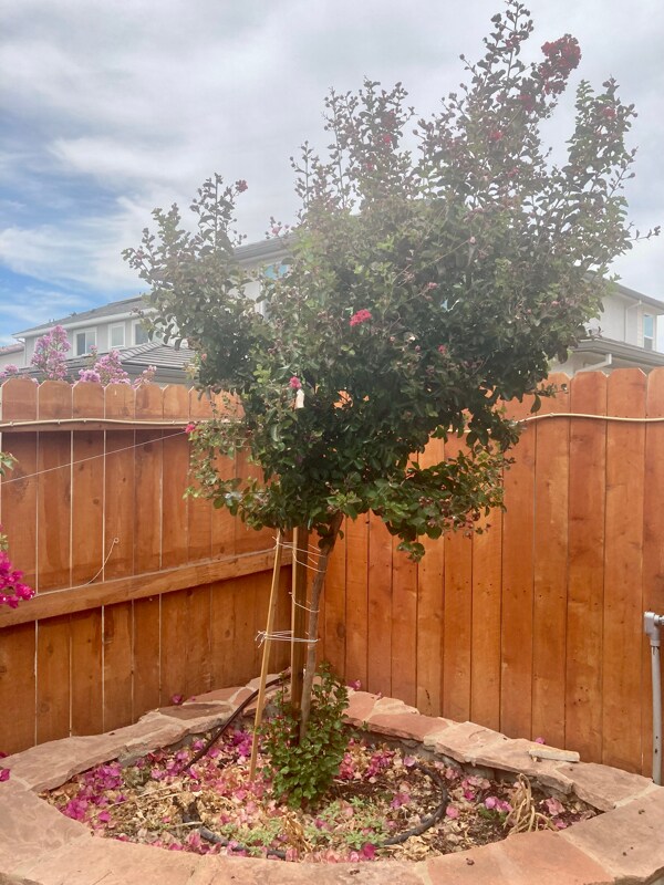 Photo - 3213 Showcase Way