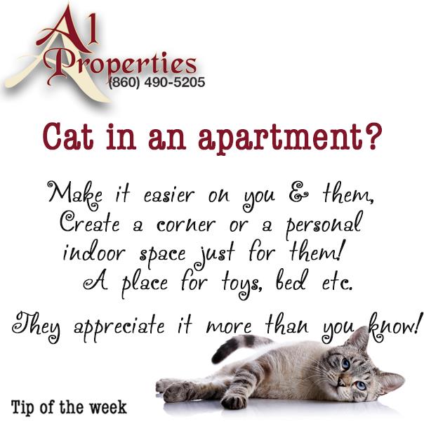 Kitties Welcome! - A1 Properties Rental