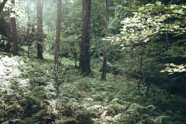 Photo - Rock Cliff Apartments