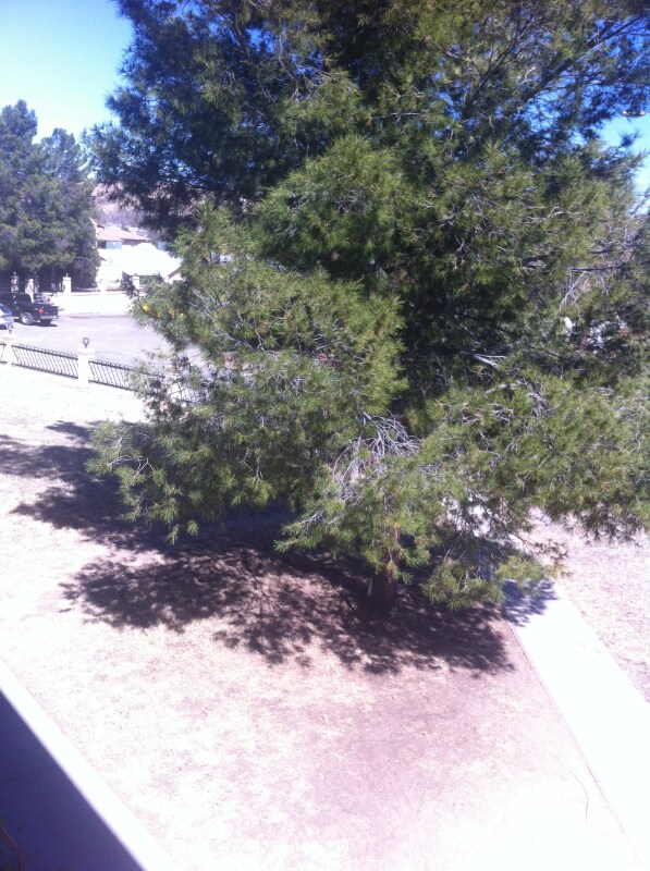 Photo - 793 W Mesa Verde Dr