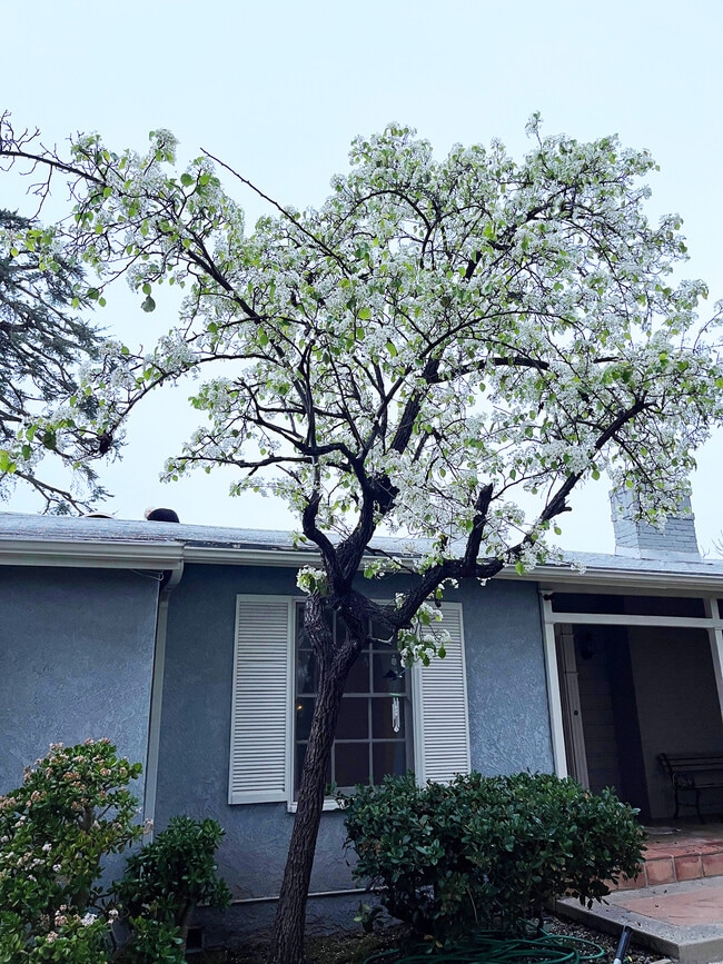 El peral está en plena floración. - 15341 Cohasset St Casa