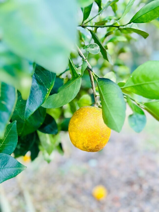 COMPLETELY RENOVATED MOBILE HOME Rental For Rent in Belleview, FL