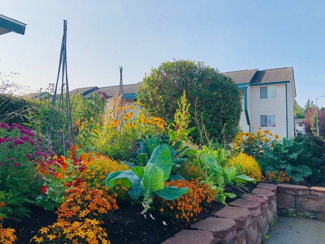 Community Garden - Chester Park Estate