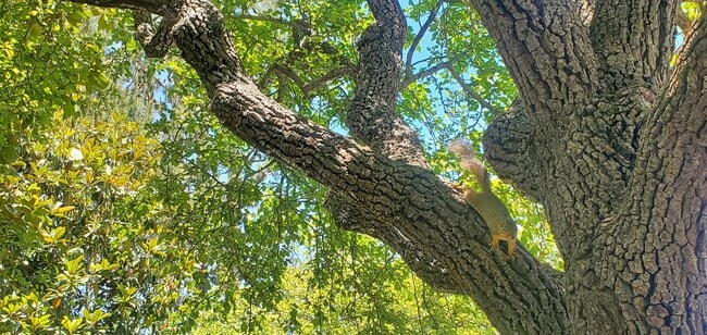 Photo - PV Victoria Apartments