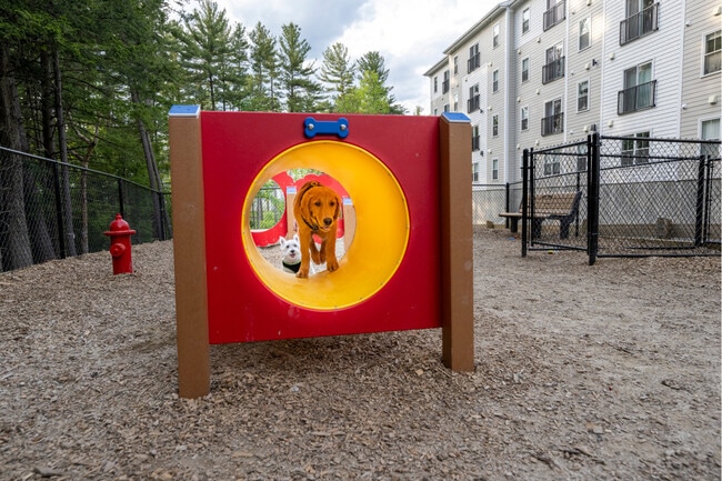Dog Park