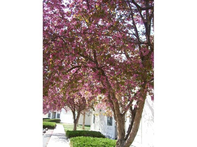 Southglen Apartments - Southglen Apartments