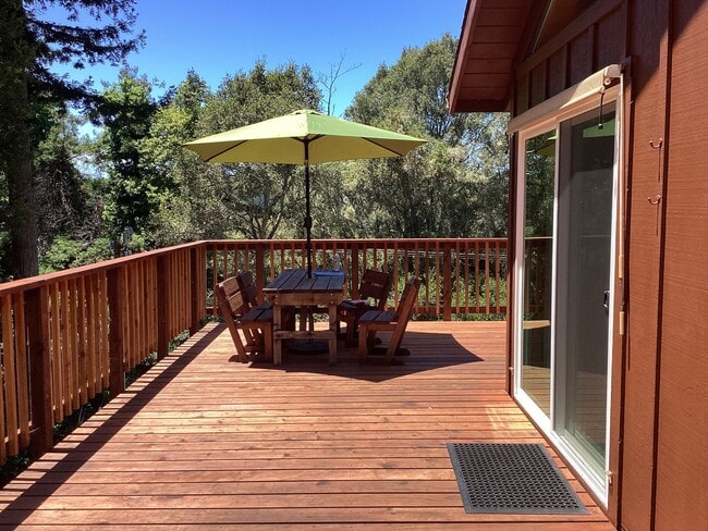 Photo - Sunny Redwoods
