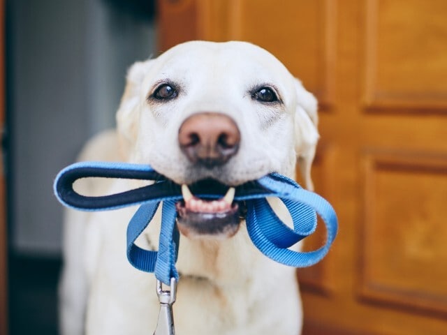 Photo - Lakeview Garden Apartments