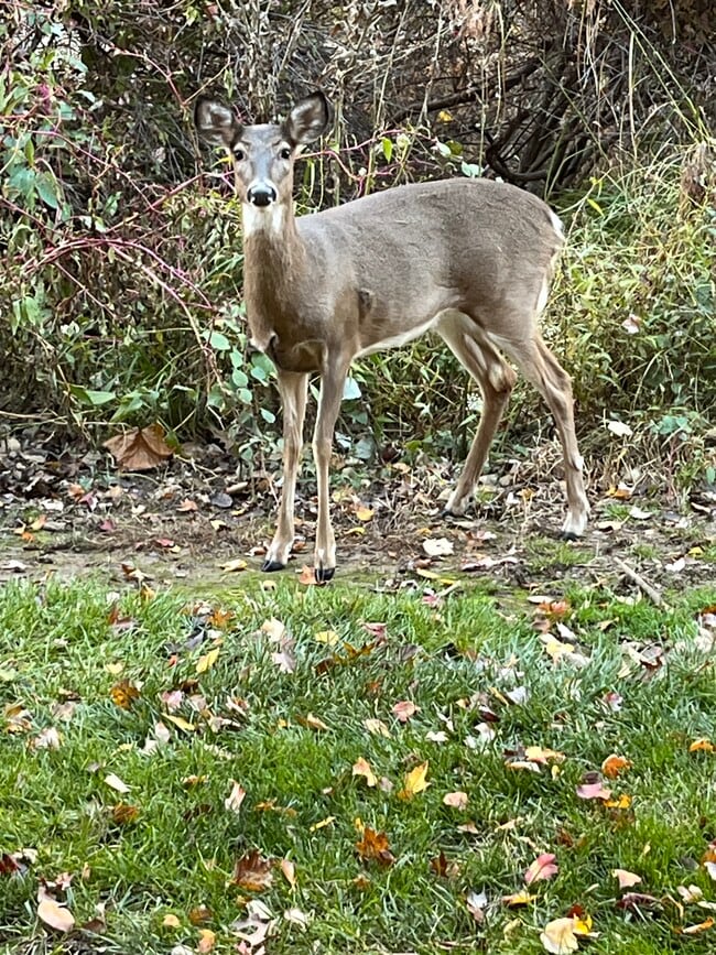 Photo - 7 Wexford Dr