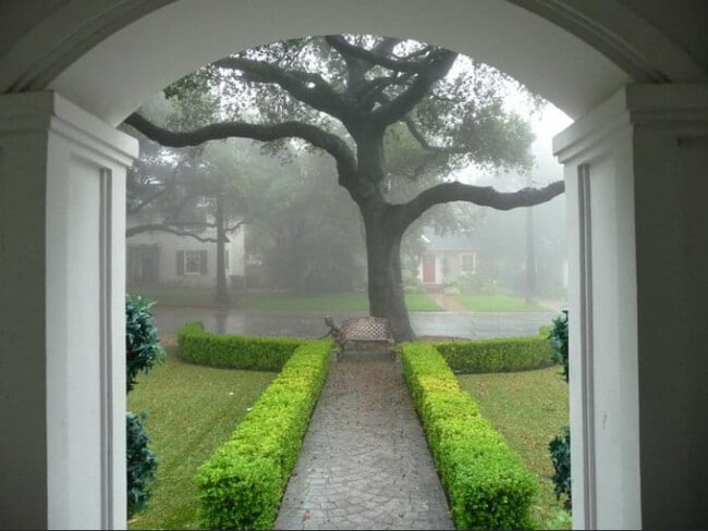 Front yard