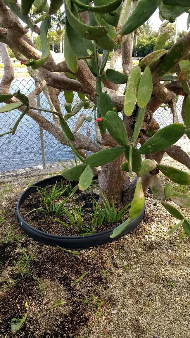 Prickly Pear Tree and Aloe Plants in Backyard - 4850 Southwest 41st Avenue