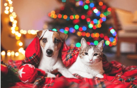 Photo - Millennium Edina