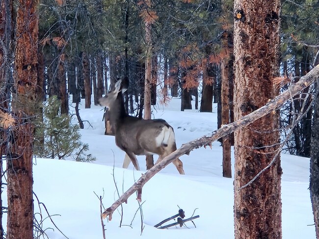 Photo - 202 Pan Ark Dr Unidad 2