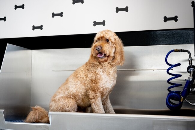 Spa day for your pet at Enclave Heritage Flats in Otay Ranch Chula Vista