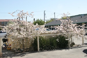 Bassett Davis Apartments