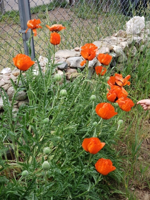 Photo - 839 Steinfelt Pkwy