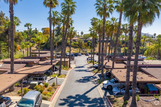 Palm Lined Streets