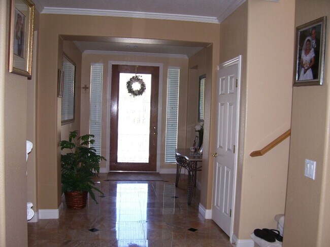 Photo - LACEBARK PINE