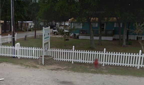 Photo - Carolina Pines