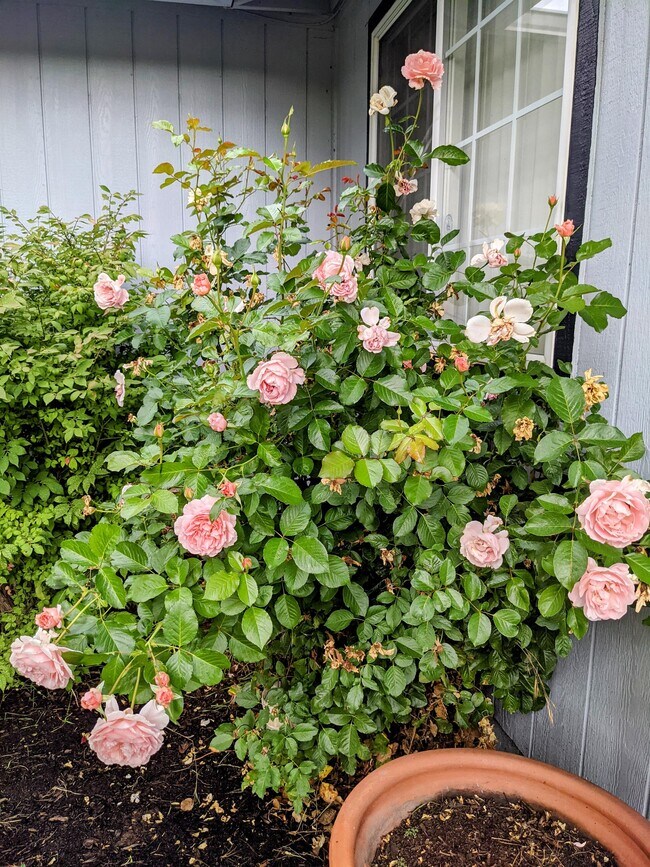 1398 Beekman Ave Rental House Rental in Medford, OR