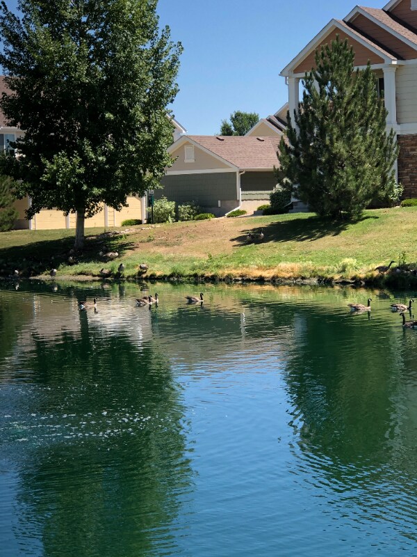 Photo - 4815 Hahns Peak Dr