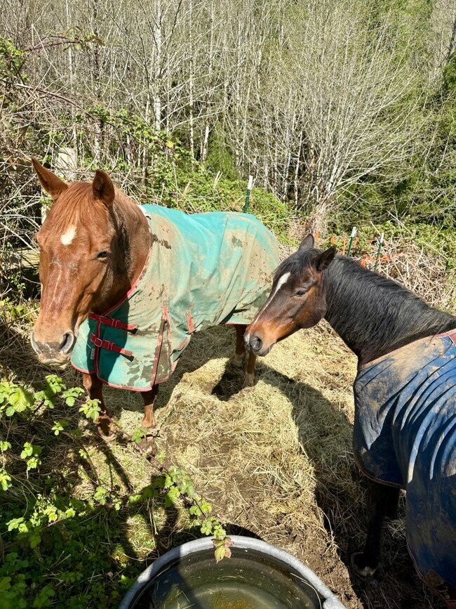 Photo - Cotton Ball Ranch Studio – Furnished | Sauna, Trails, Horses & Fire Pit | ALL UTILITIES INCLUDED