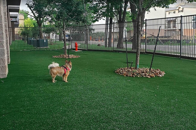 PearlWashington_barkpark-1