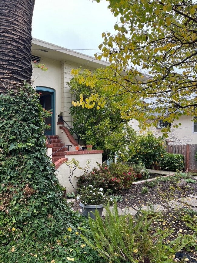 371 Cerrito Ave. Front yard. - 371 Cerrito Ave Unit 371 Cerrito