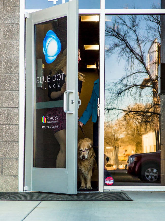 Blue Dot Place, una residencia que admite mascotas - Blue Dot Place