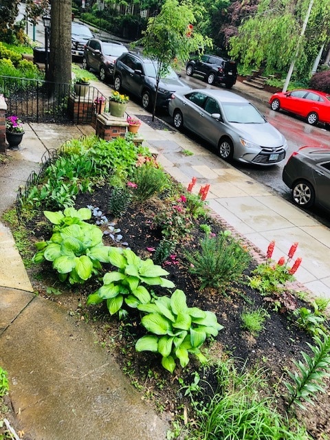 front garden bed - 323 S 46th St Unit 1R