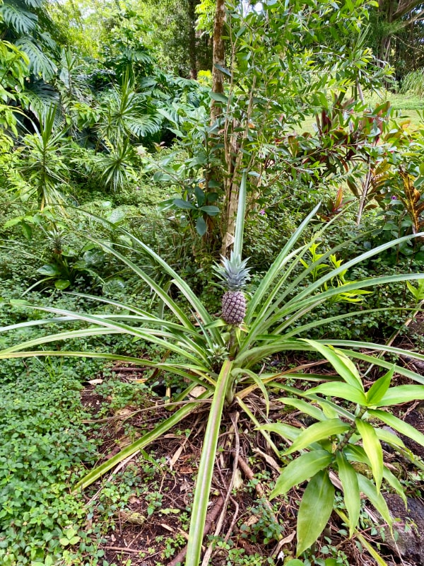 Photo - 15-1775-1775 Poni Moi Ave