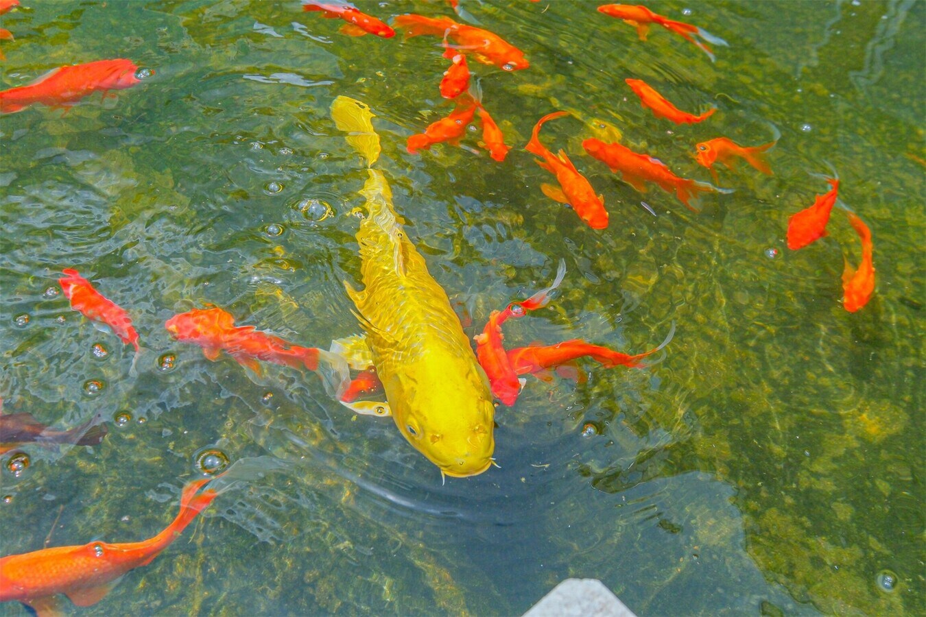 Photo - 5050 Woodway Dr