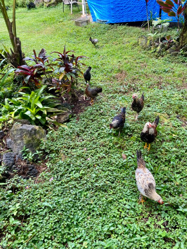 Photo - 15-1775-1775 Poni Moi Ave