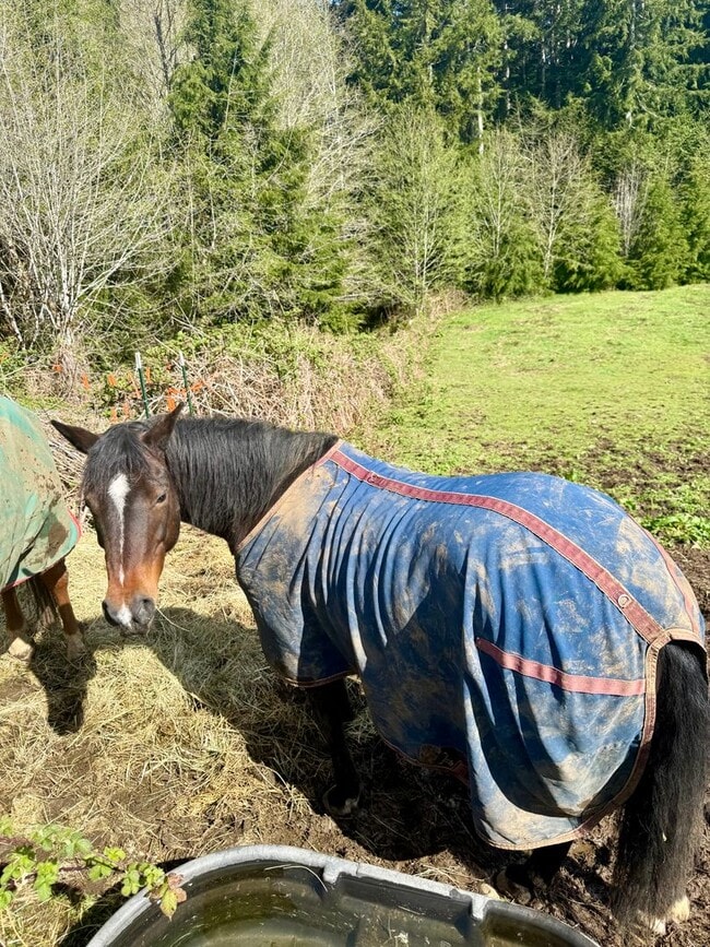 Photo - Cotton Ball Ranch Studio – Furnished | Sauna, Trails, Horses & Fire Pit | ALL UTILITIES INCLUDED