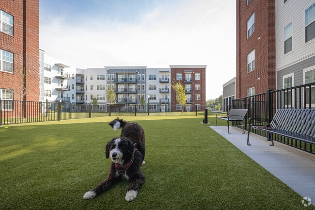 Dog Park
