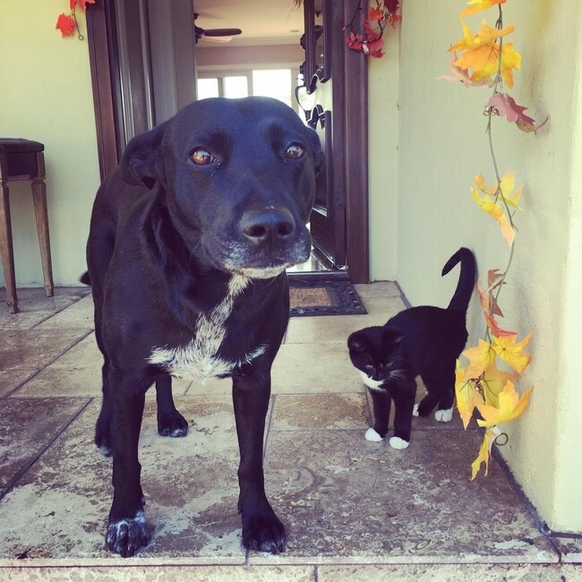 official greeter and the kitty is a sneaker
