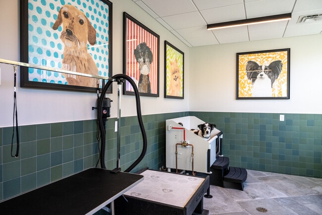 Dog Spa