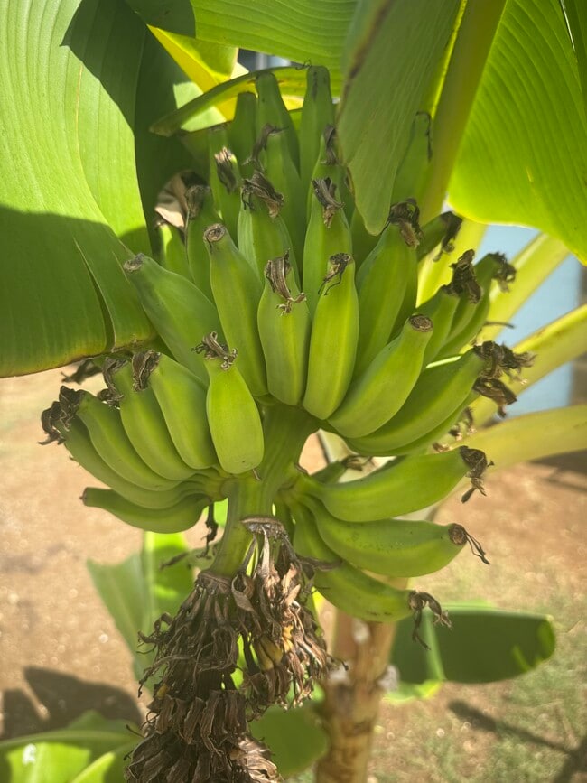 Photo - 1769 Puowaina Dr