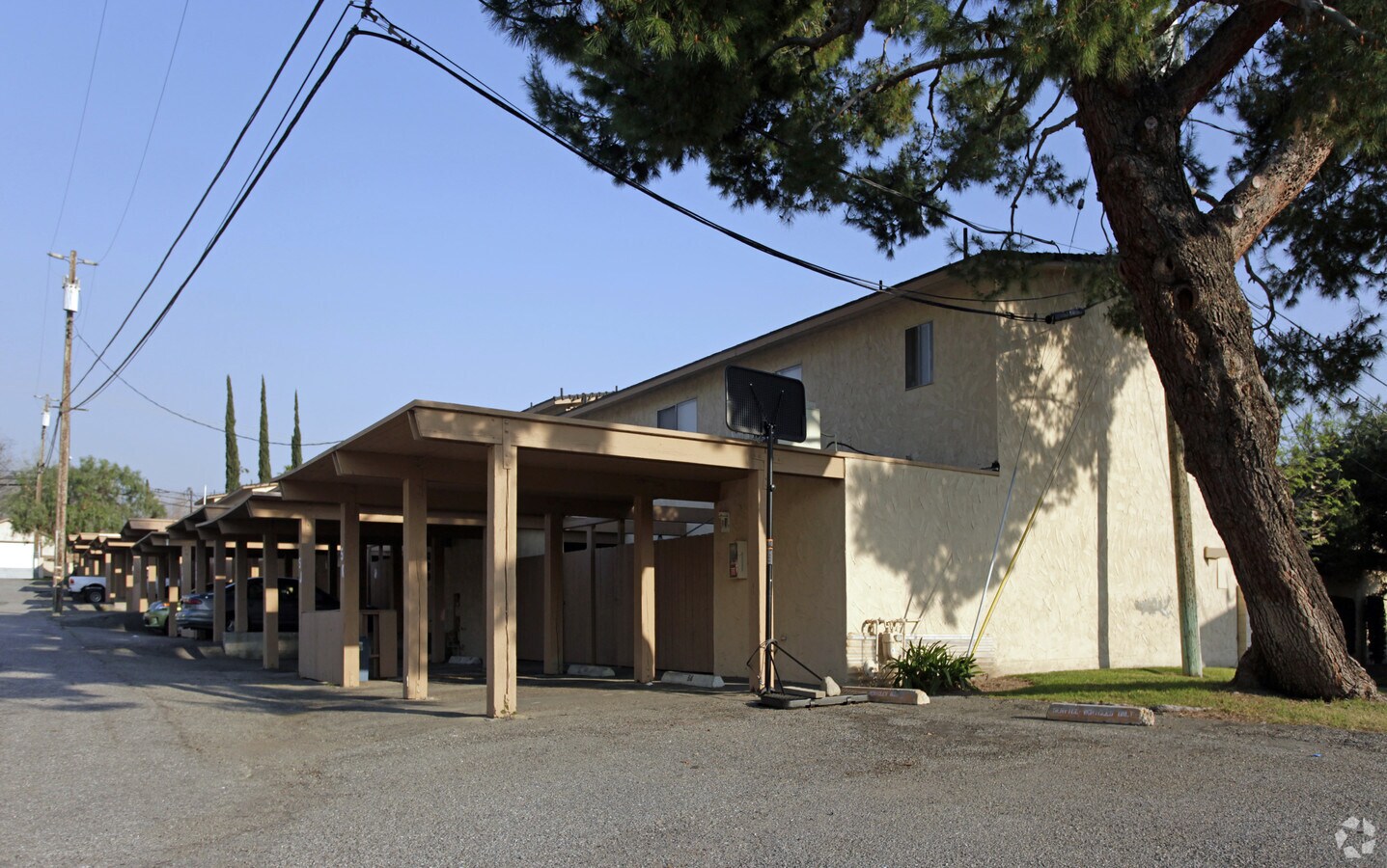 Photo - Mountain Pines