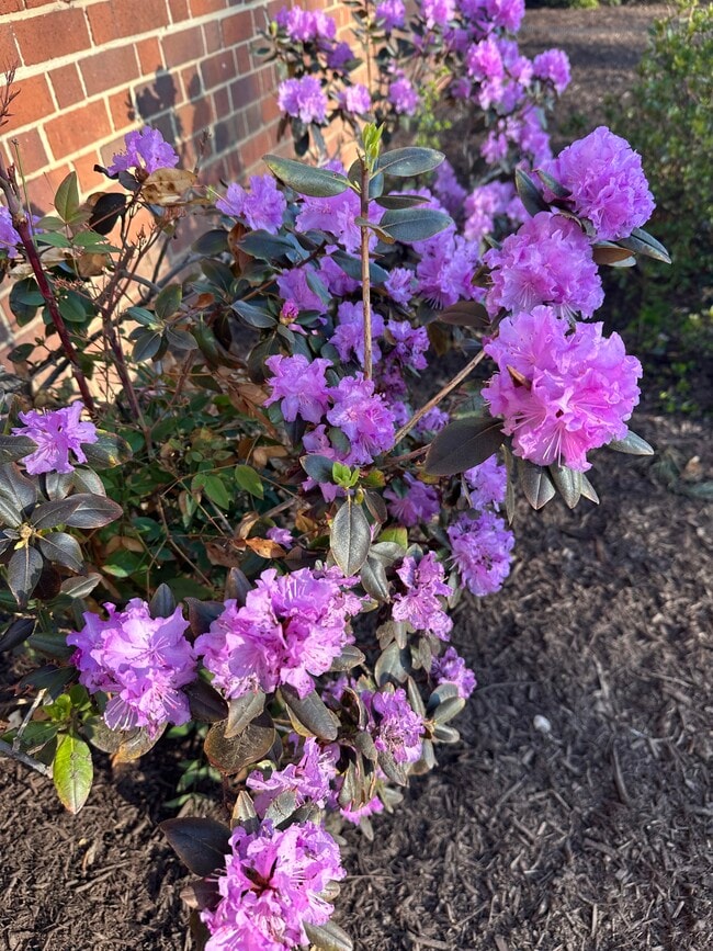 Outdoor flowers - 1718 W Abingdon Dr Unit 301