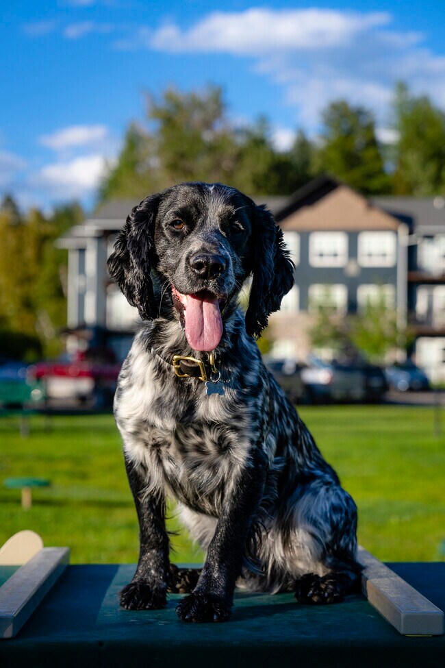 We welcome your four-legged family members