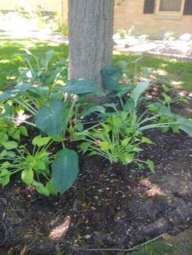 Photo - 2347 N 117th St