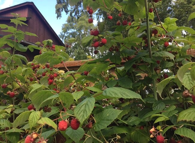 Photo - 1426 Orca St