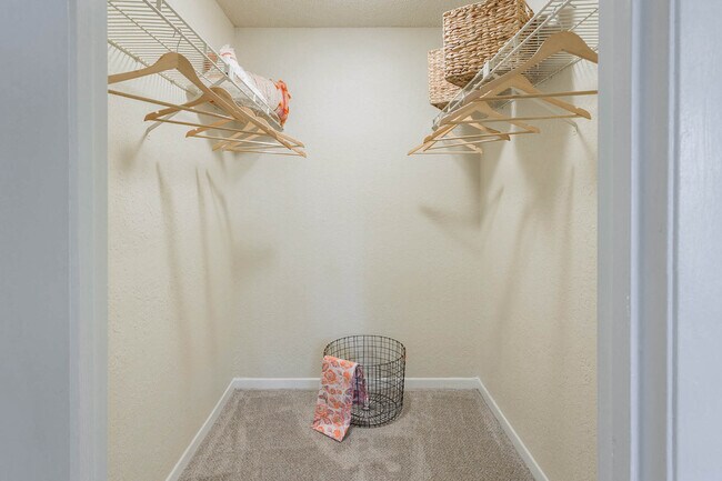 Photo - Conway Forest